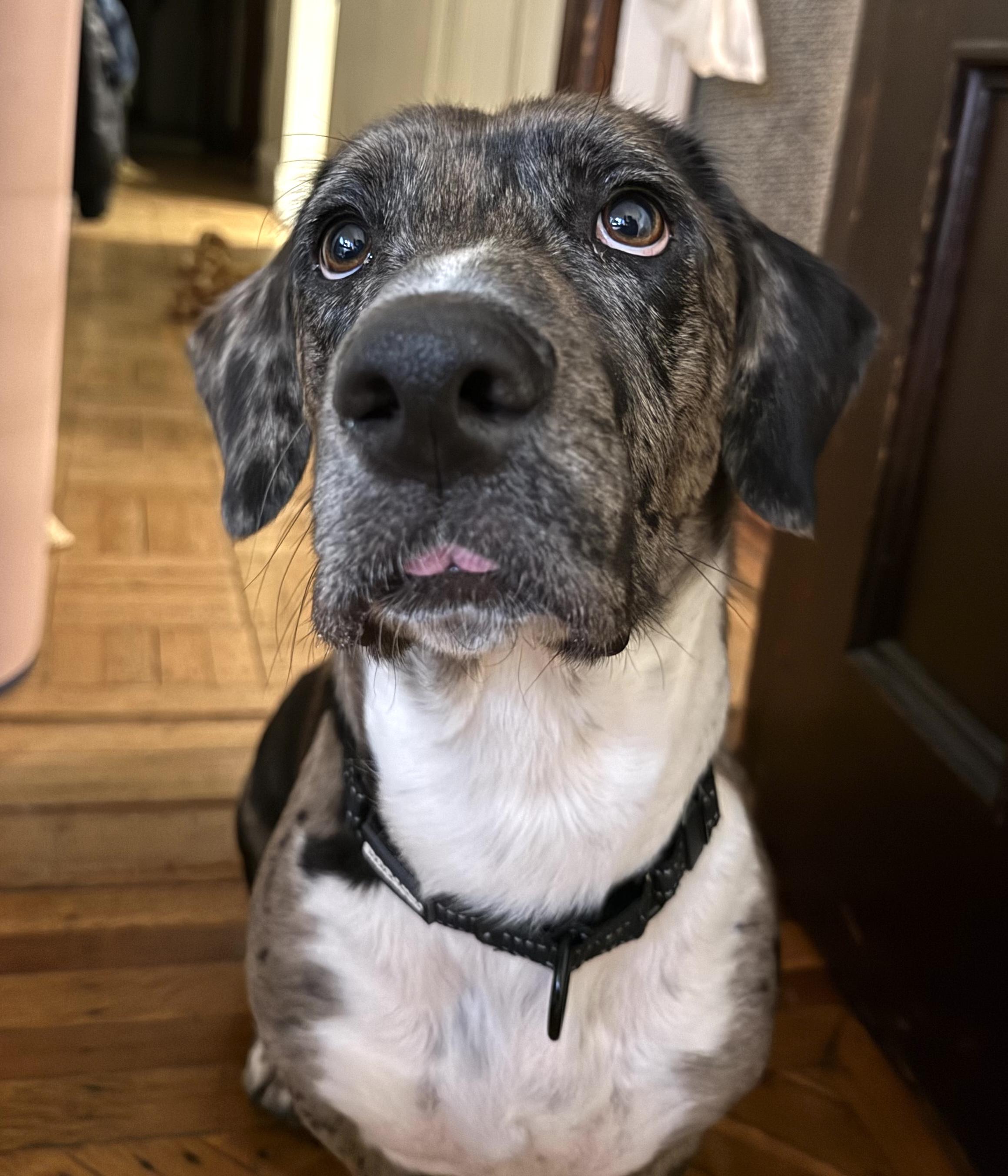 Enlarge Daisy, a ADOPTABLE mixed breed in Brooklyn, NY image 6/6