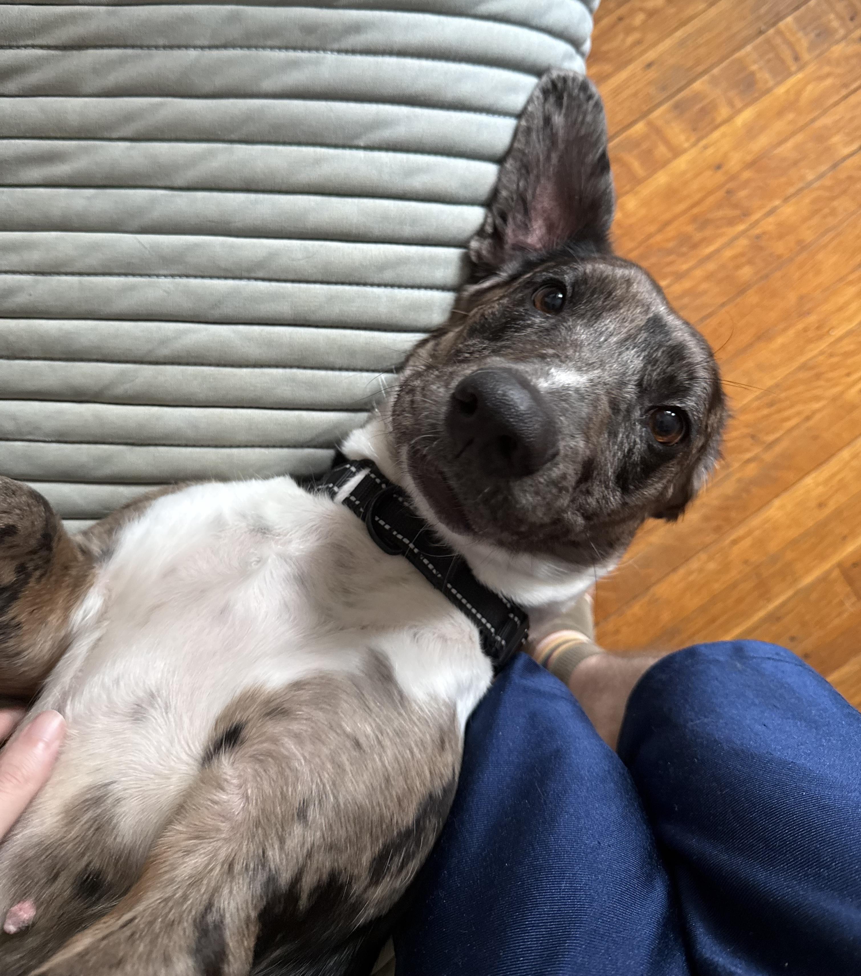 Enlarge Daisy, a ADOPTABLE mixed breed in Brooklyn, NY image 4/6