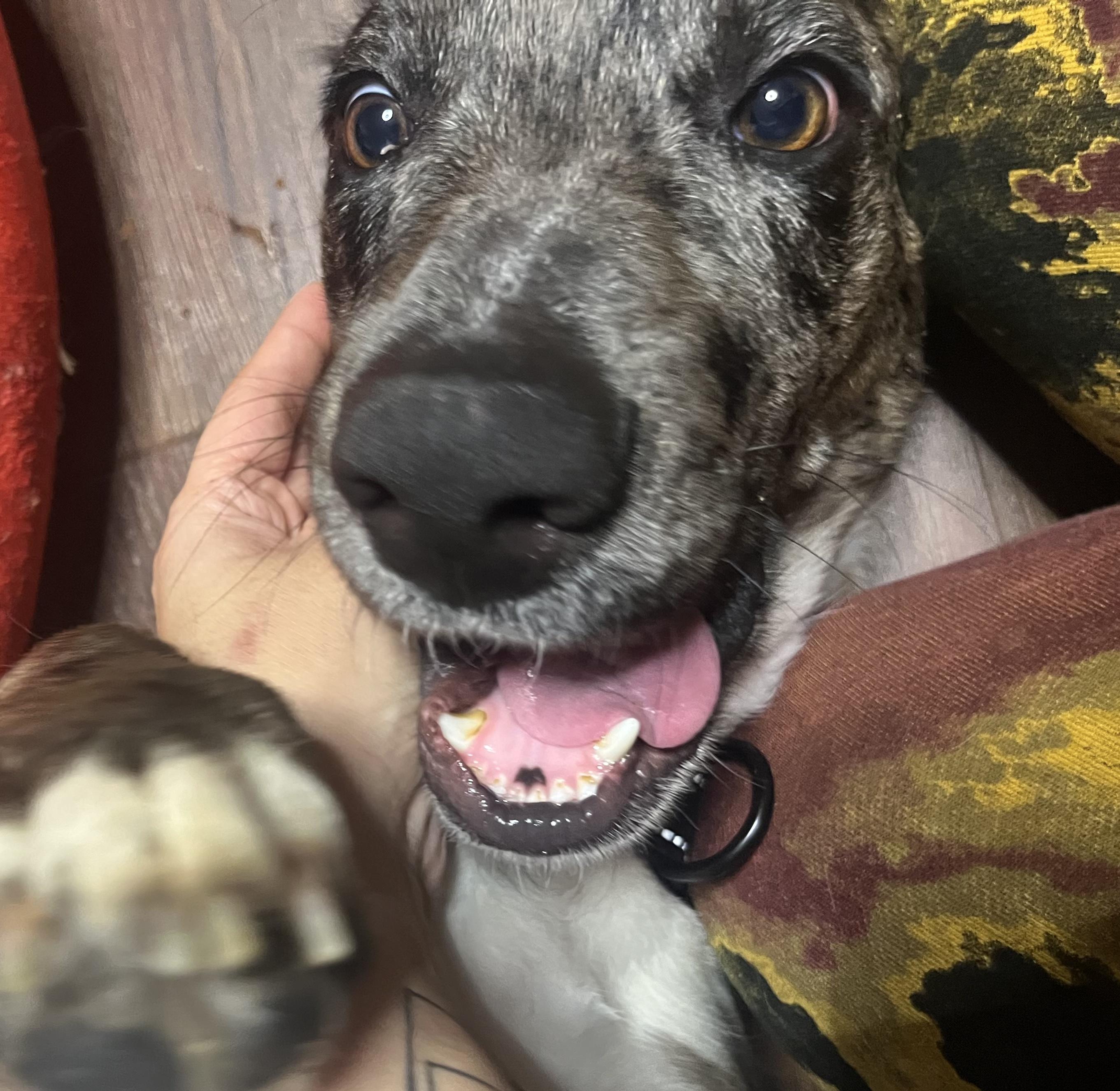 Enlarge Daisy, a ADOPTABLE mixed breed in Brooklyn, NY image 4/6