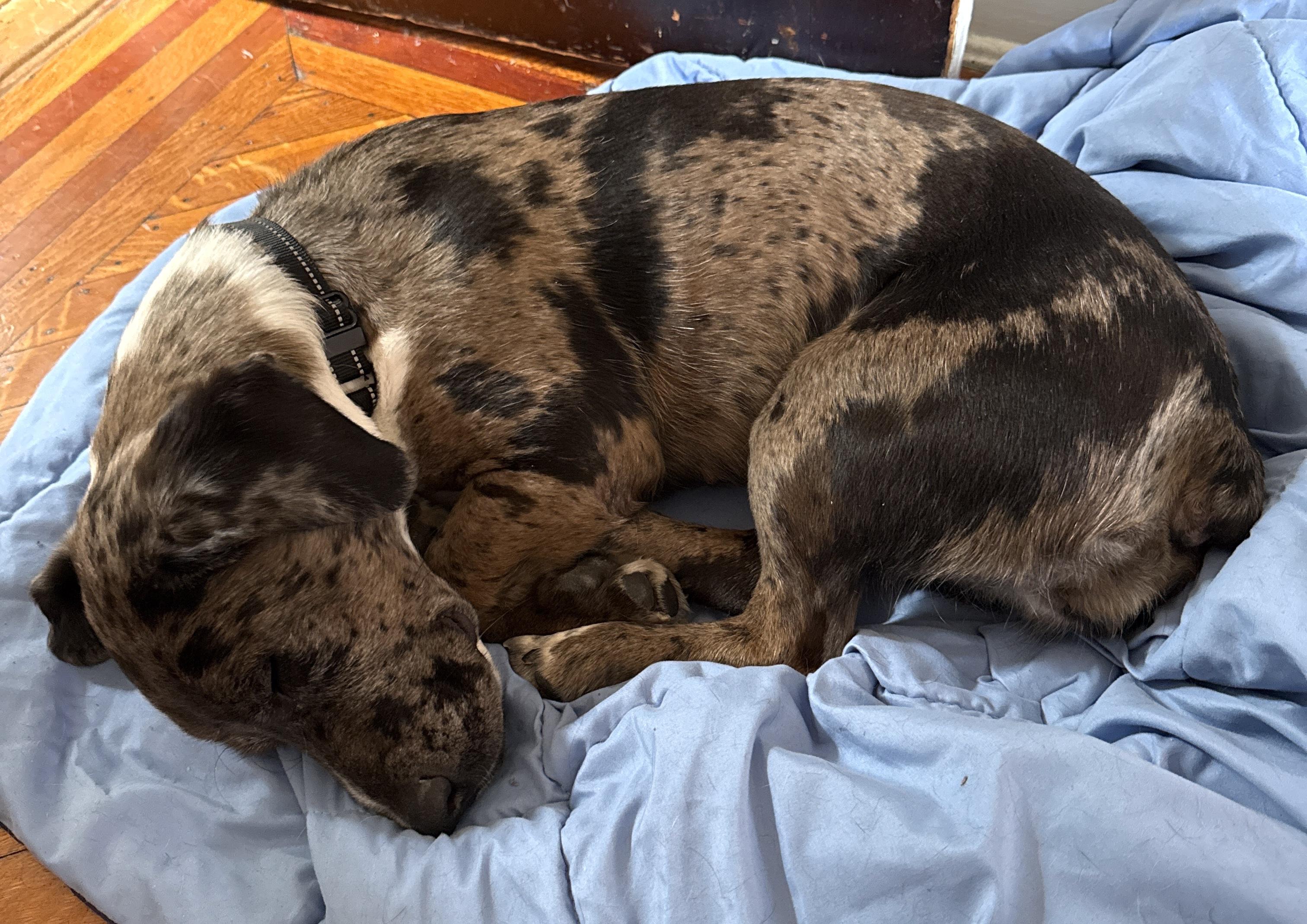 Enlarge Daisy, a ADOPTABLE mixed breed in Brooklyn, NY image 5/6