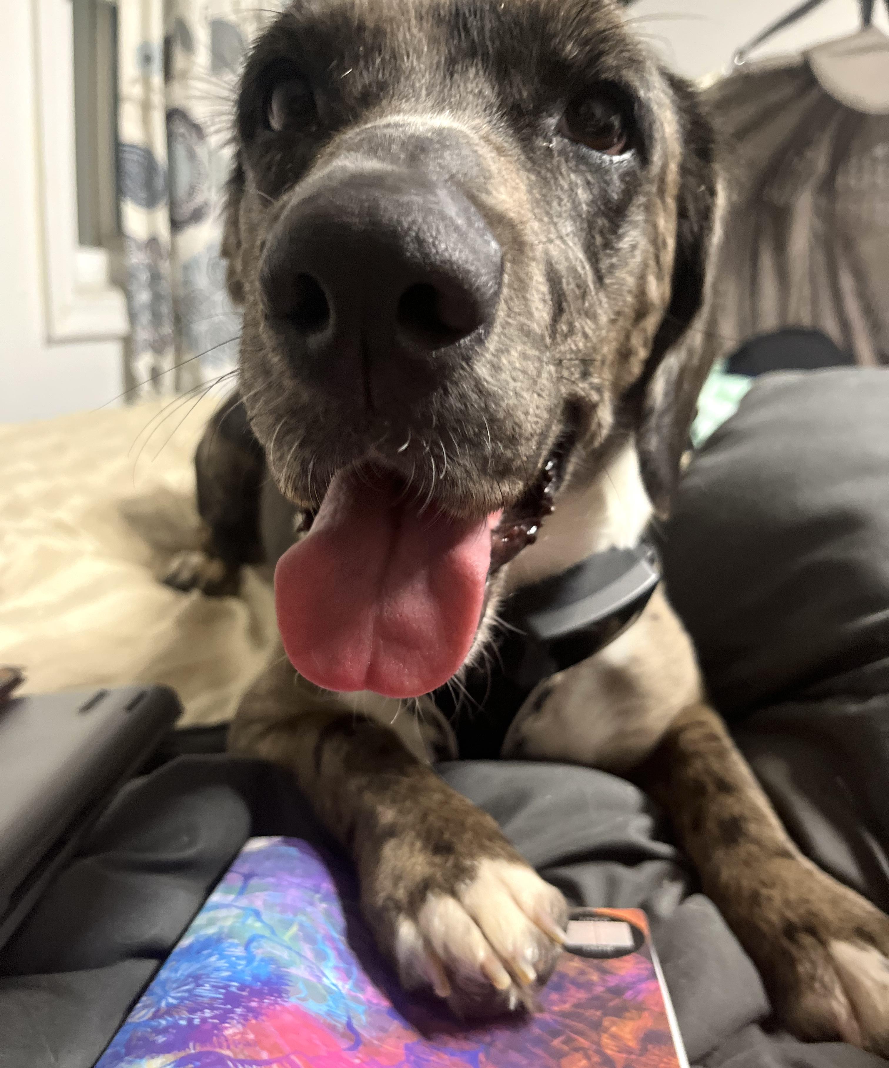 Enlarge Daisy, a ADOPTABLE mixed breed in Brooklyn, NY image 6/6