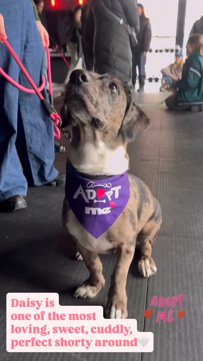 Enlarge Daisy, a ADOPTABLE mixed breed in Brooklyn, NY video 2/6