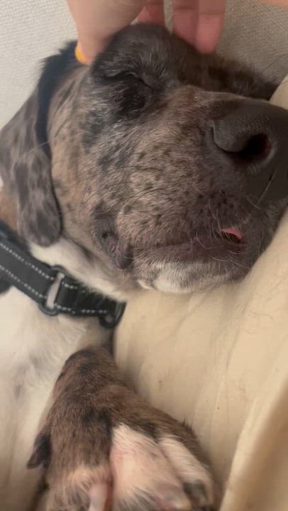 Enlarge Daisy, a ADOPTABLE mixed breed in Brooklyn, NY video 3/6