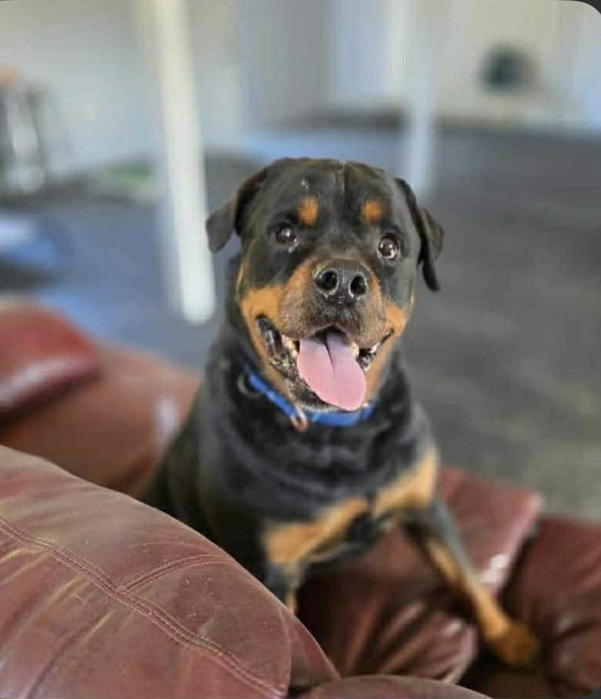 Bosun, ADOPTABLE, Senior Male Rottweiler.