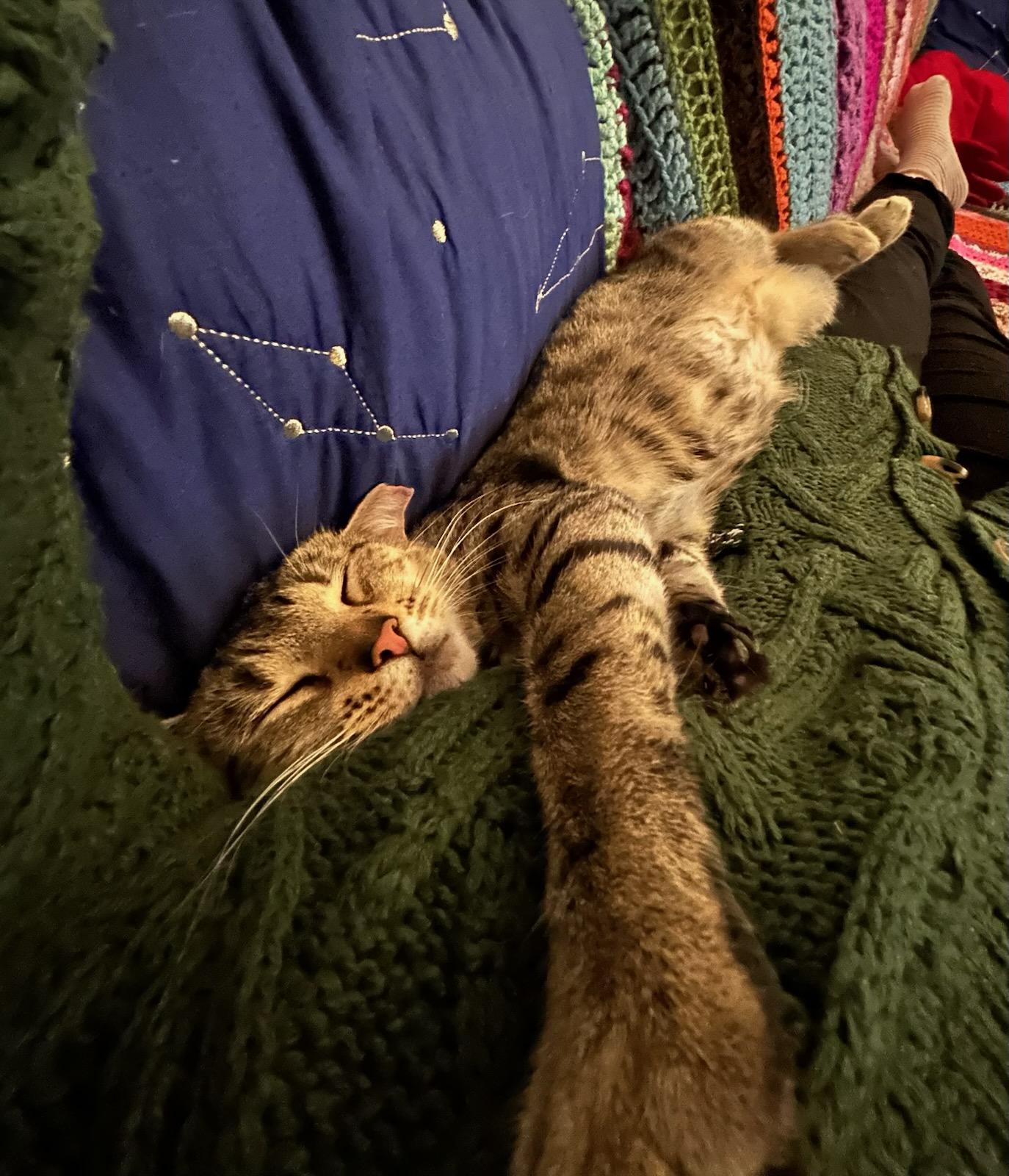 Catricia, a Adoptable Domestic Short Hair in Brooklyn, NY image 5/5