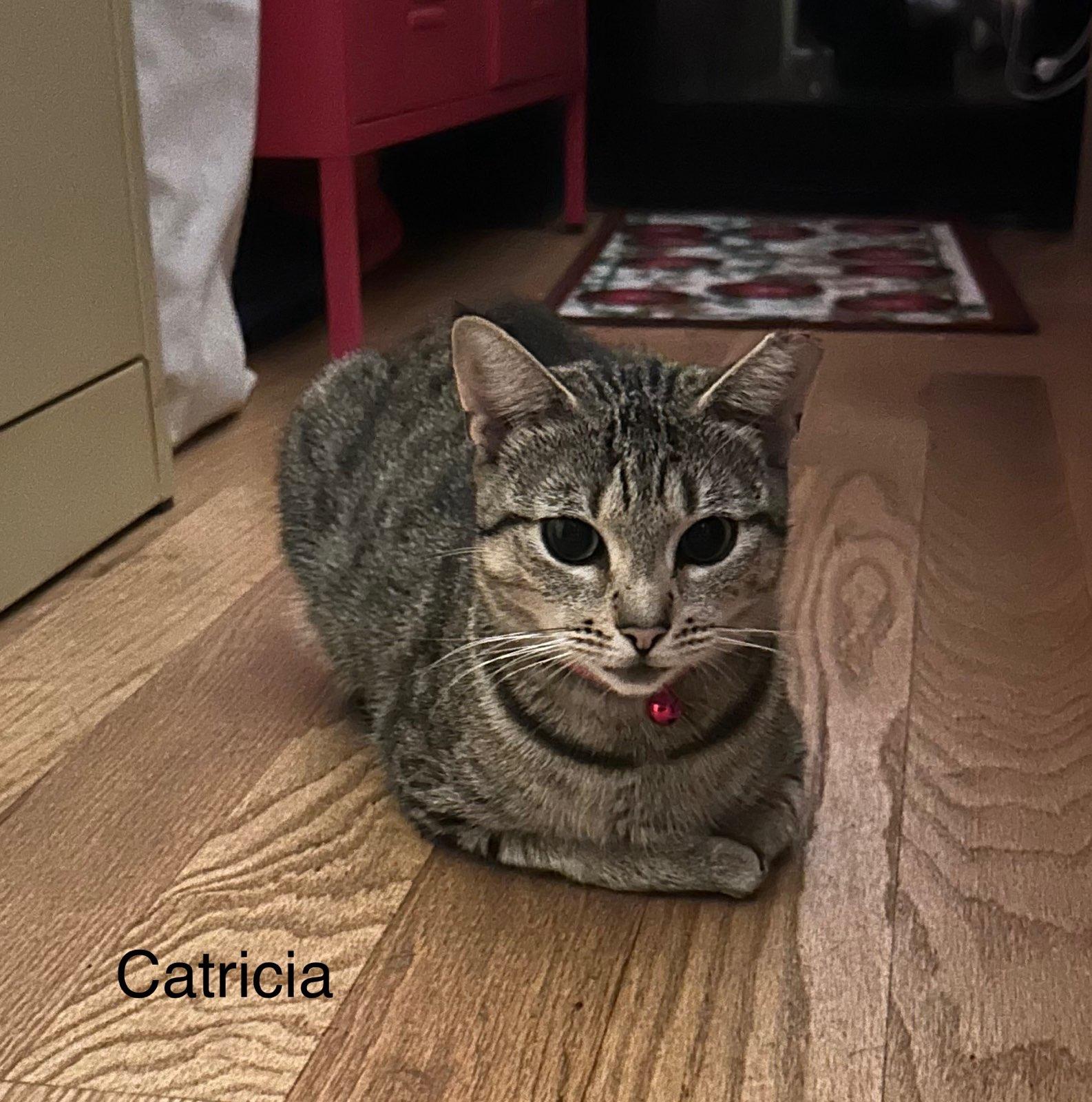 Catricia, Adoptable, Young Female Domestic Short Hair.