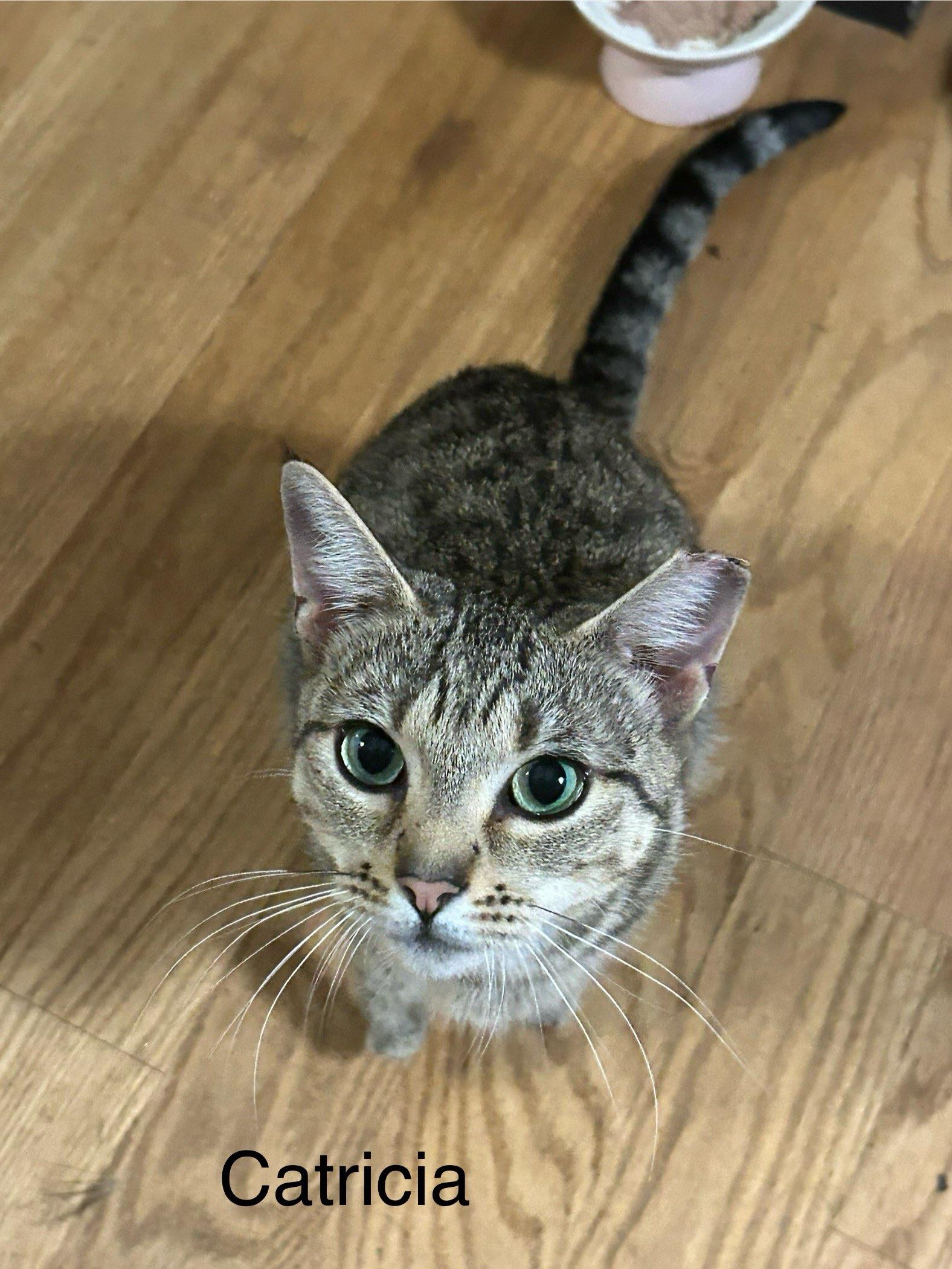 Catricia, Adoptable, Young Female Domestic Short Hair.