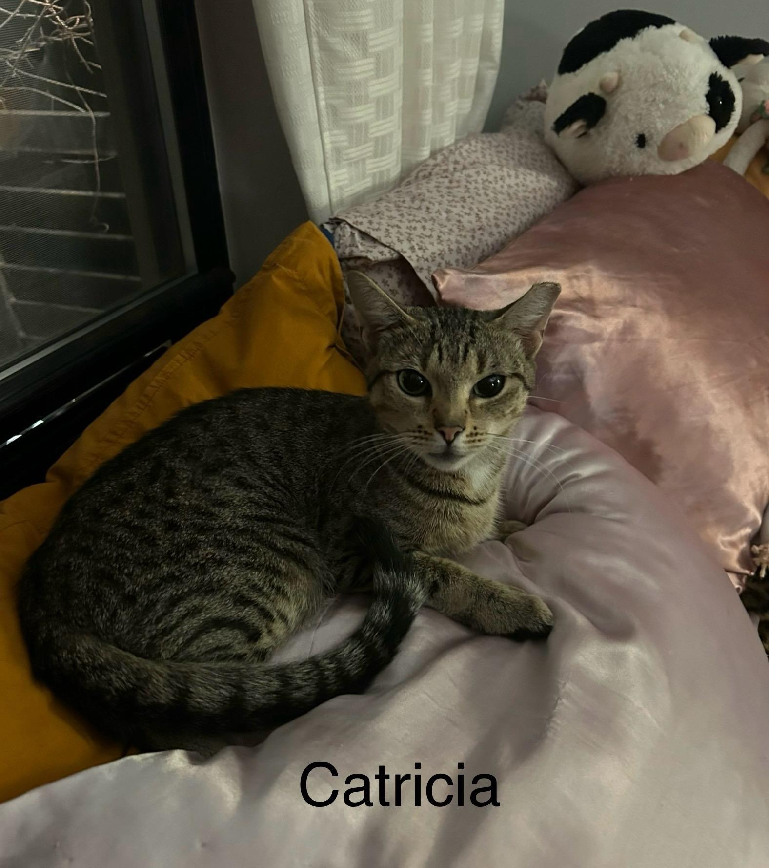Enlarge Catricia, a Adoptable Domestic Short Hair in Brooklyn, NY image 3/4