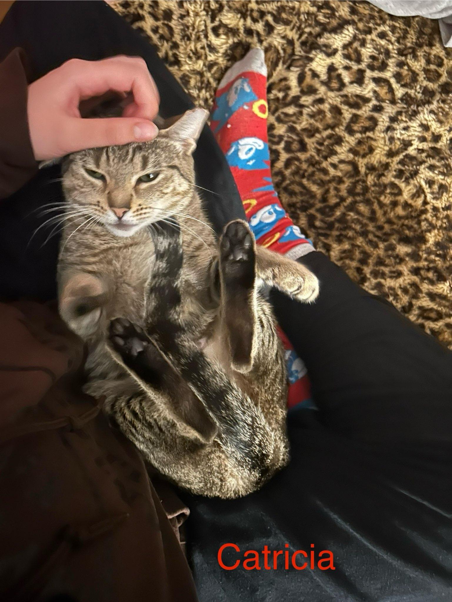 Enlarge Catricia, a Adoptable Domestic Short Hair in Brooklyn, NY image 4/4