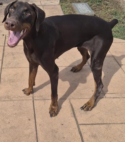 Enlarge Anubis, a Adoptable mixed breed in Shreveport, LA image 1/3