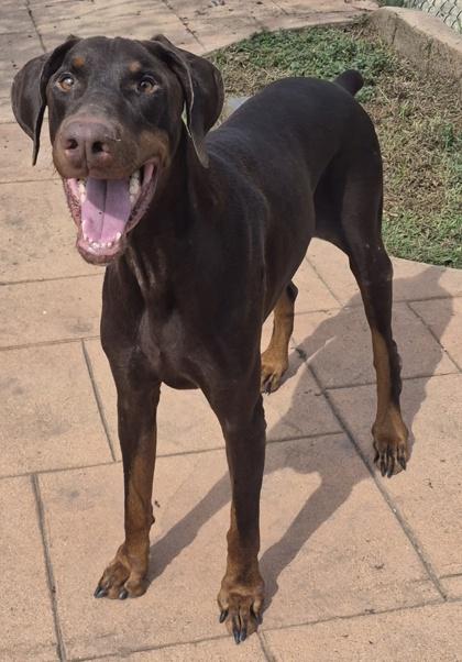 Enlarge Anubis, a Adoptable mixed breed in Shreveport, LA image 2/3