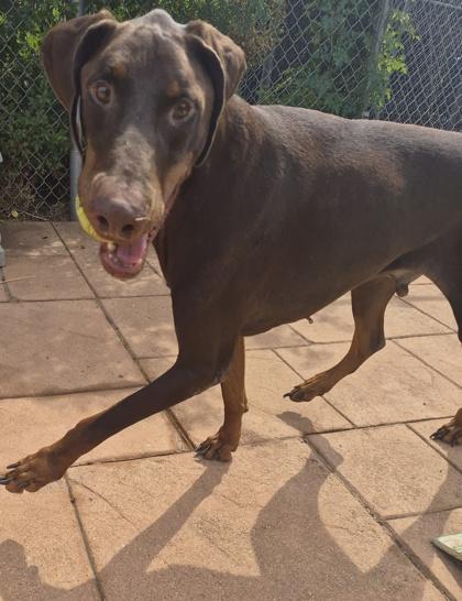 Enlarge Anubis, a Adoptable mixed breed in Shreveport, LA image 3/3