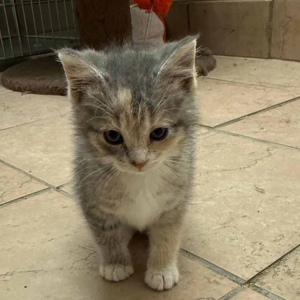 Twix C26-027, Adoptable, Kitten Female Domestic Long Hair.