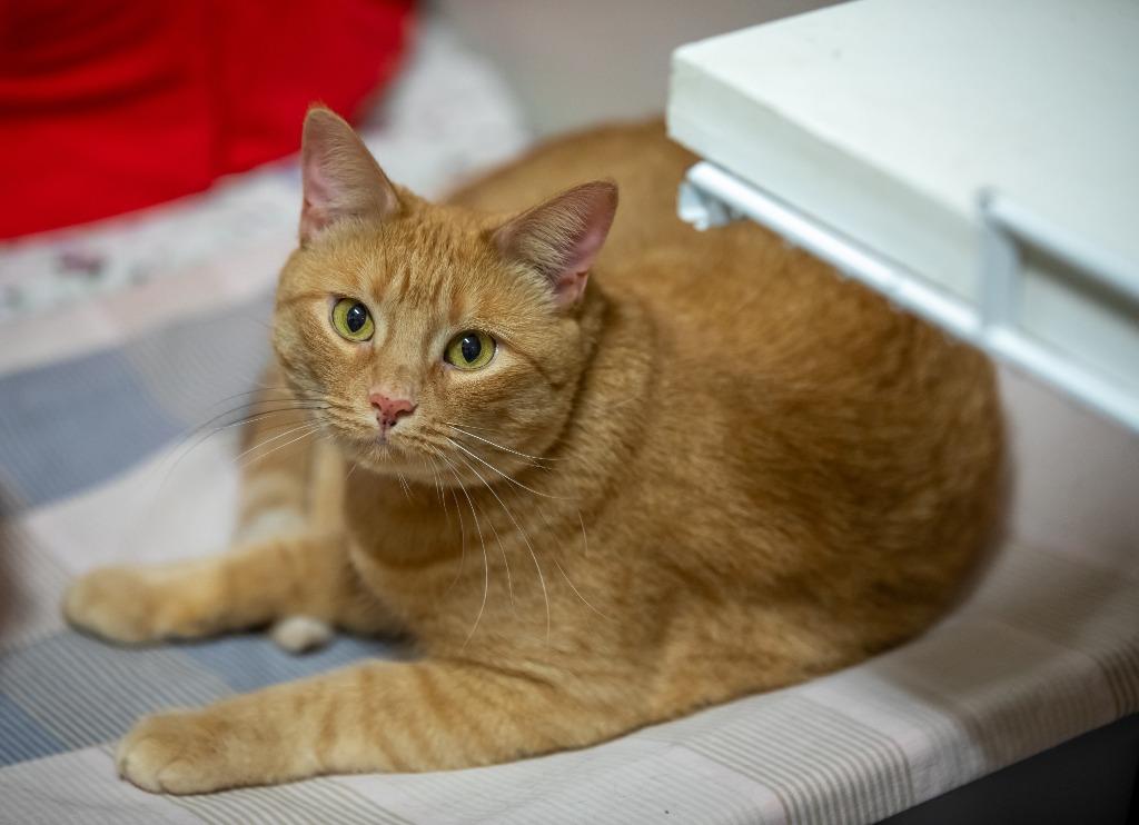 Sugar, Adoptable, Adult Female Domestic Short Hair.