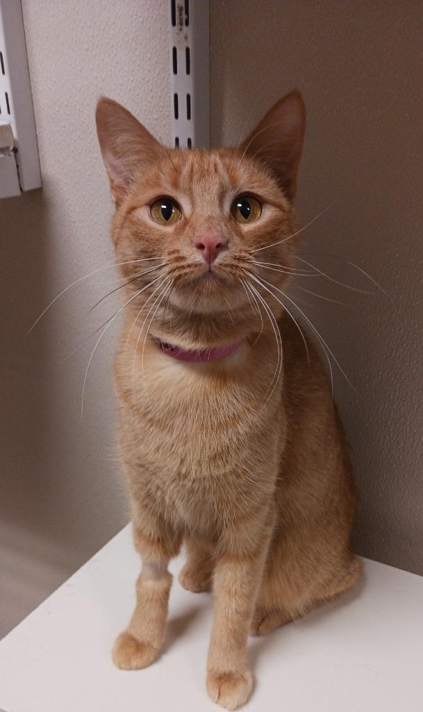 Sugar, a Adoptable mixed breed image 2/4