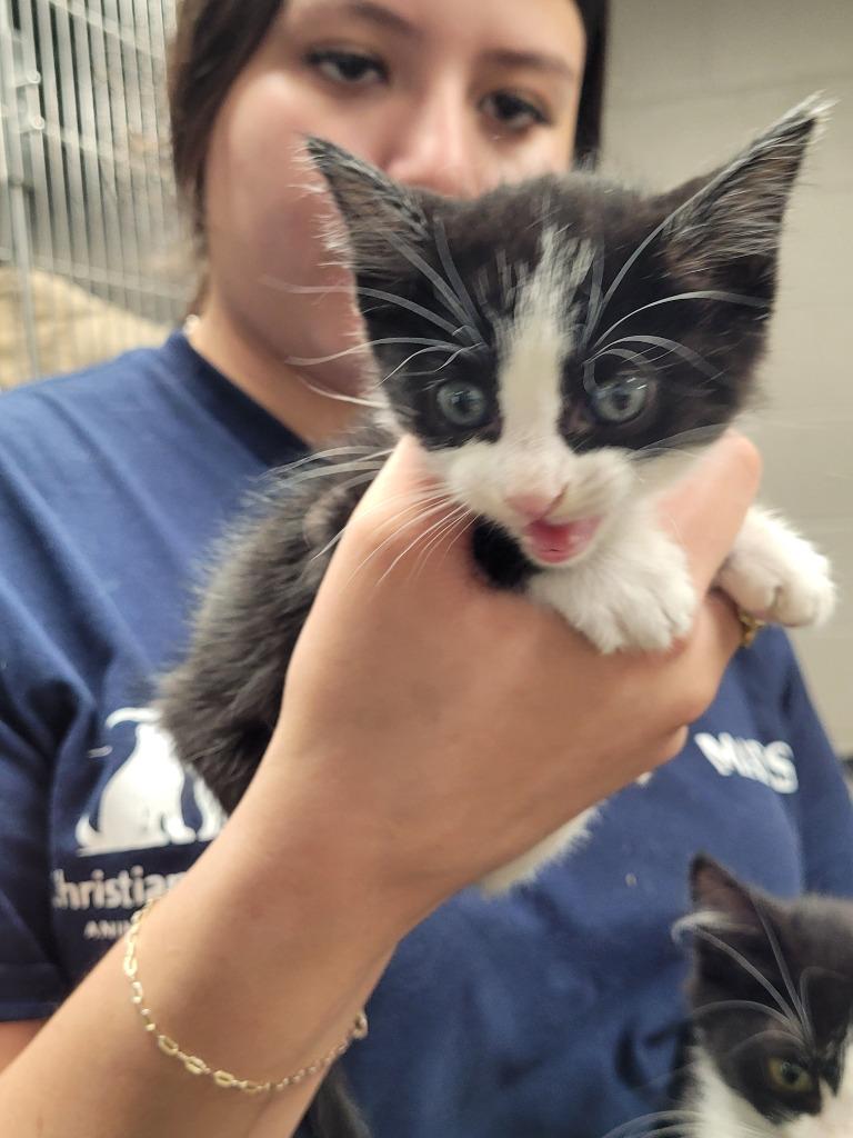 Ariel, Adoptable, Kitten Female Domestic Short Hair.