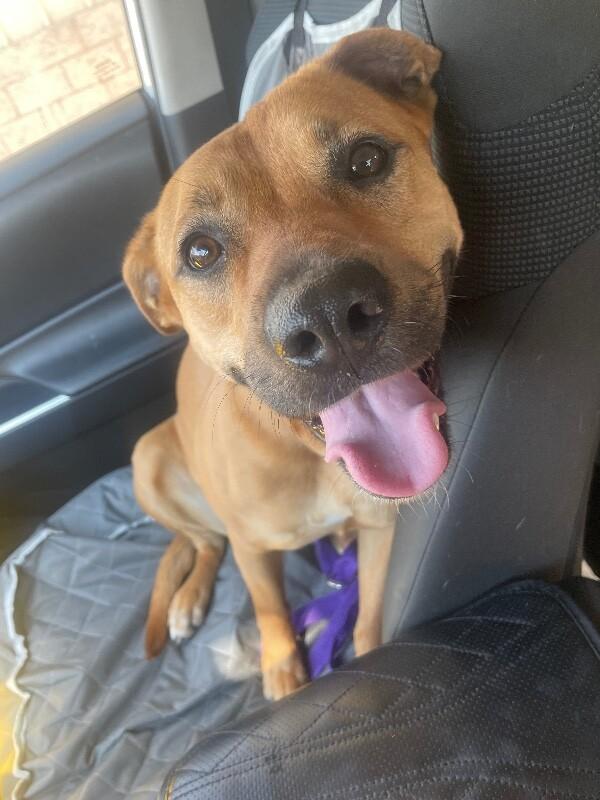 Felicity, a Adoptable mixed breed in Van Nuys, CA image 3/6