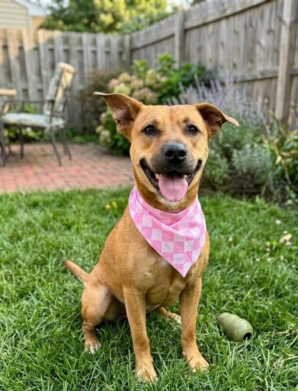 Felicity, a Adoptable mixed breed in Van Nuys, CA image 5/6
