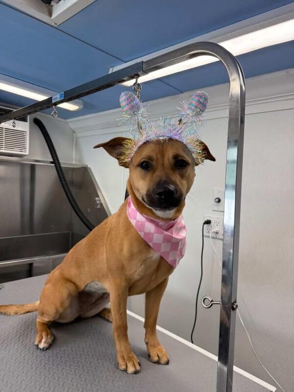 Felicity, a Adoptable mixed breed in Van Nuys, CA image 6/6