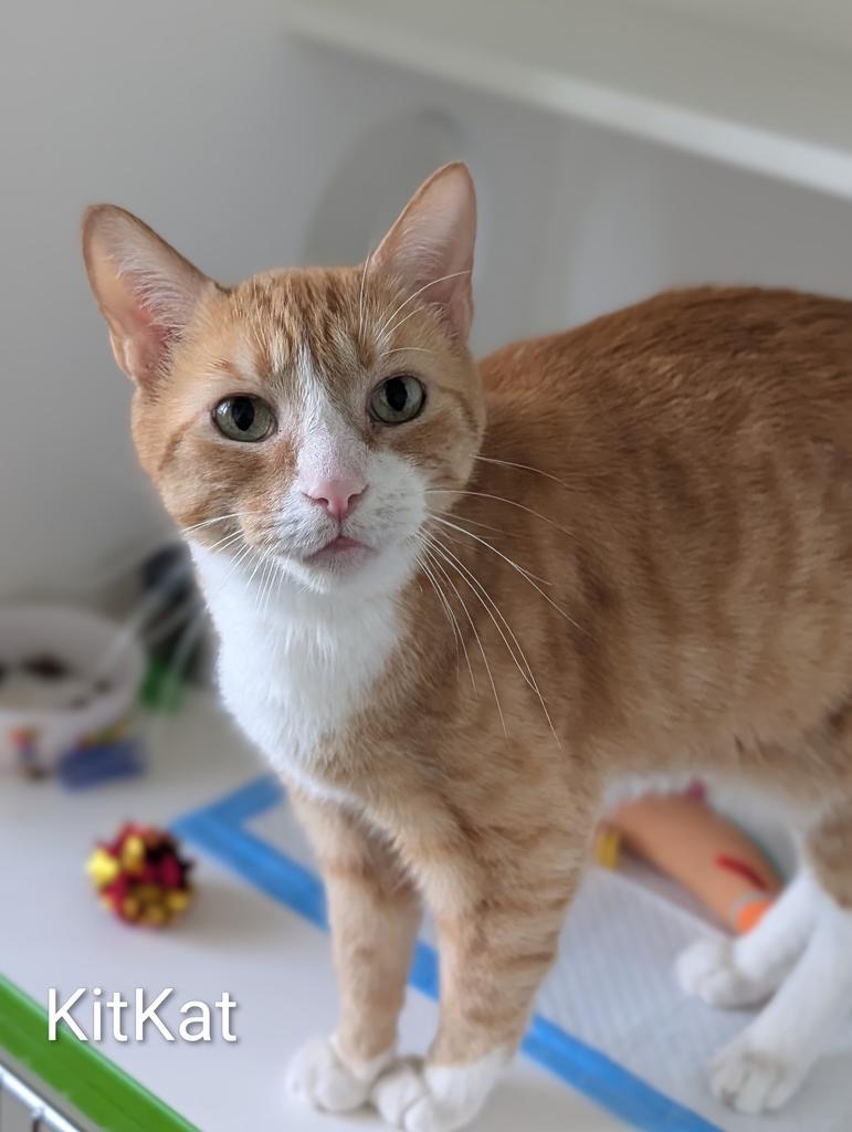 Kit Kat, Adoptable, Senior Male Domestic Short Hair.