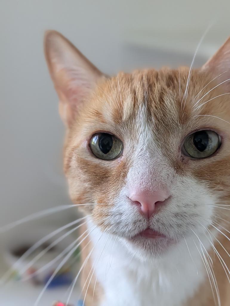 Kit Kat, a Adoptable mixed breed in Greenfield, IN image 2/6