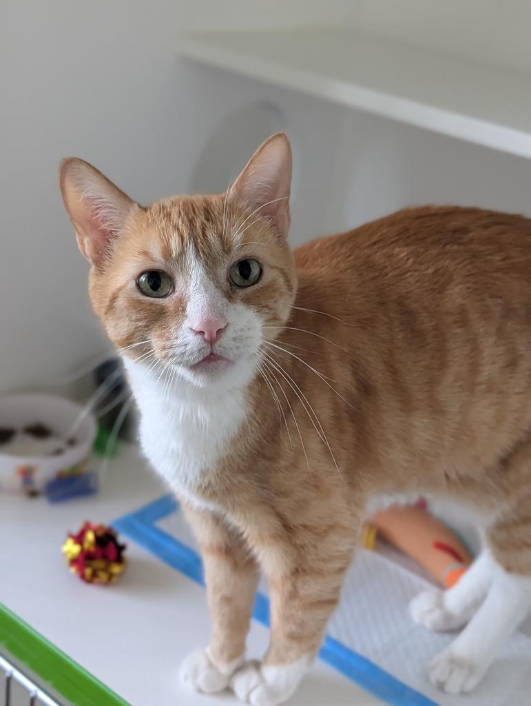 Kit Kat, a Adoptable mixed breed in Greenfield, IN image 3/6