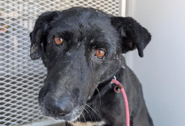 Harriet -- URGENT! NEEDS A HOME!!