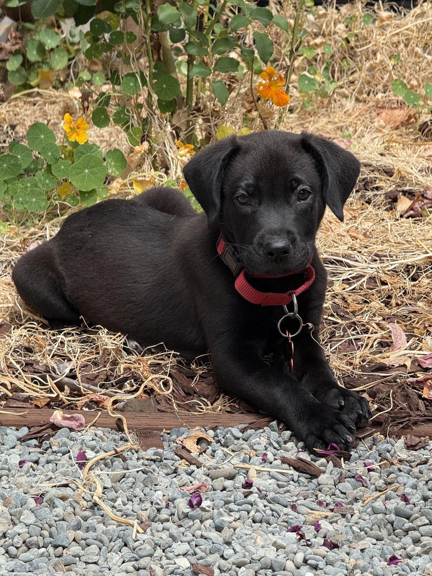 Enlarge Romulus, a Adoptable mixed breed in Sunnyvale, CA image 1/1