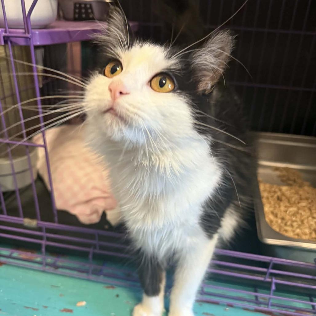 Charlie, a Adoptable Domestic Short Hair in Saugerties, NY image 1/6
