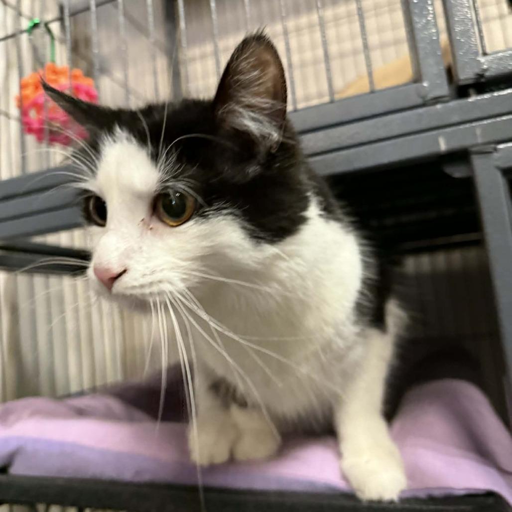 Enlarge Charlie, a Adoptable Domestic Short Hair in Saugerties, NY image 1/6