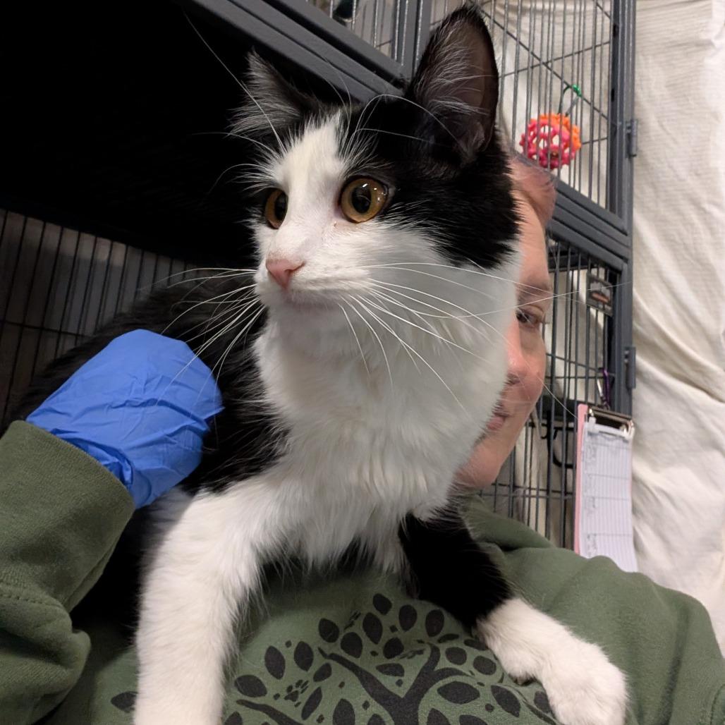 Charlie, Adoptable, Young Female Domestic Short Hair.