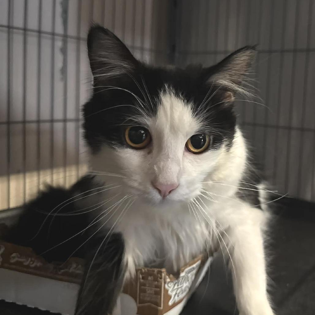 Enlarge Charlie, a Adoptable Domestic Short Hair in Saugerties, NY image 3/6