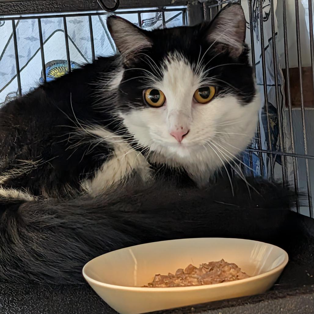 Enlarge Charlie, a Adoptable Domestic Short Hair in Saugerties, NY image 2/3