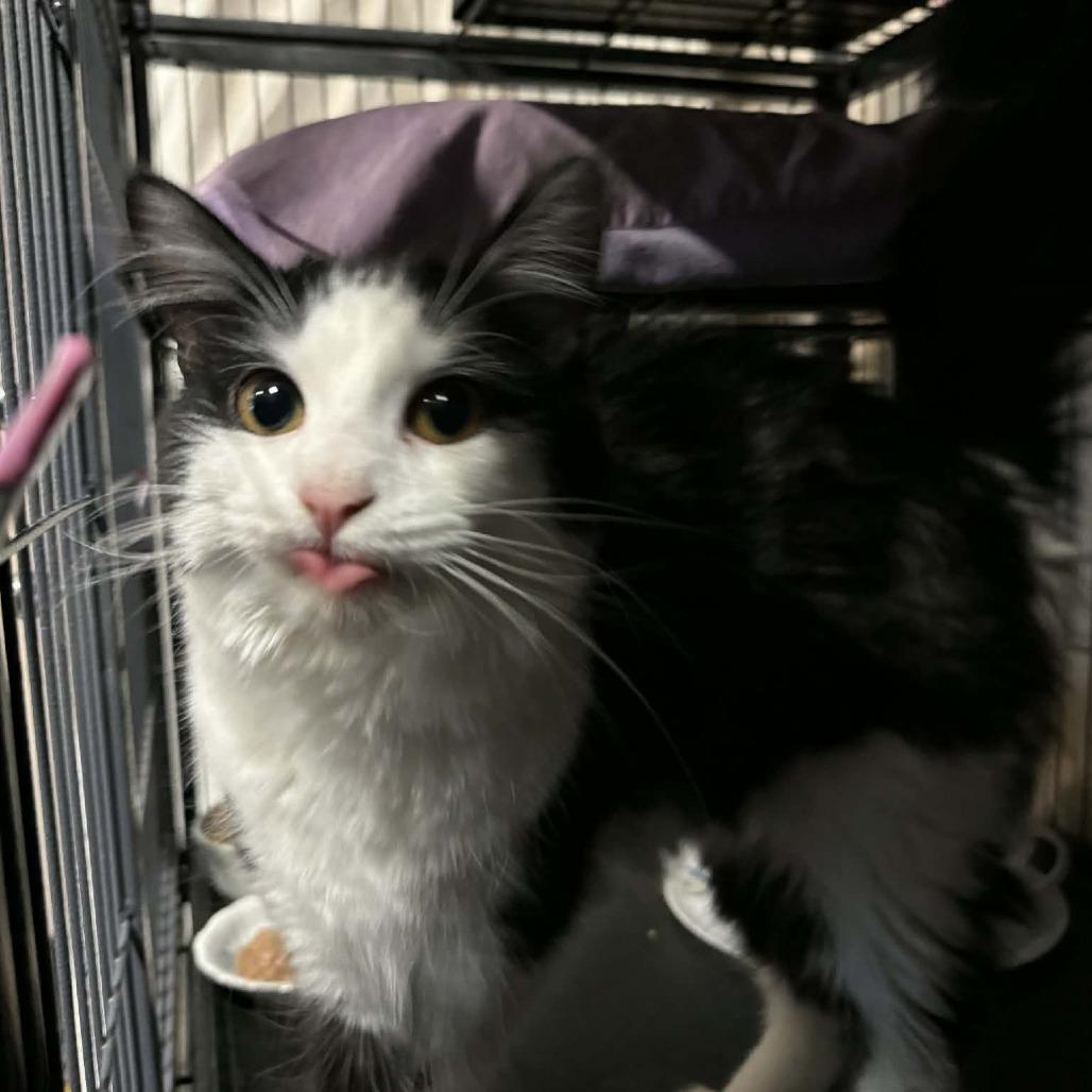 Enlarge Charlie, a Adoptable Domestic Short Hair in Saugerties, NY image 5/6