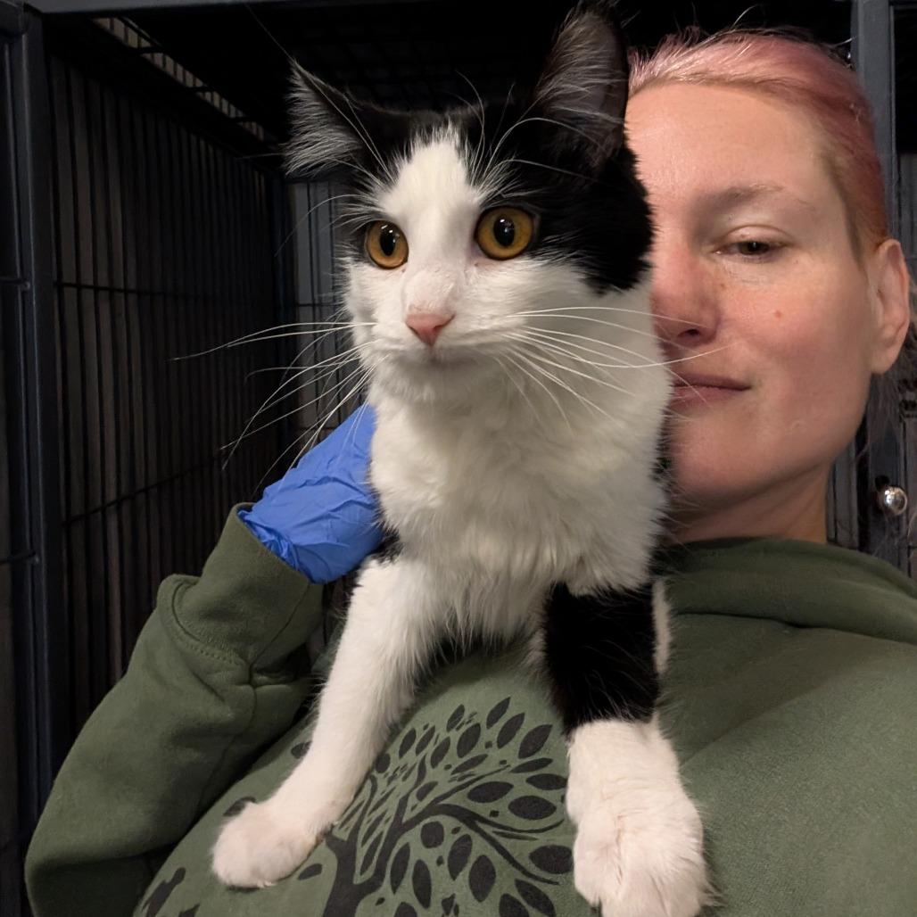 Enlarge Charlie, a Adoptable Domestic Short Hair in Saugerties, NY image 3/3