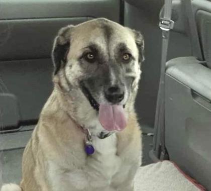 Enlarge Evie, a Adoptable Anatolian Shepherd in Humboldt, IA image 1/1