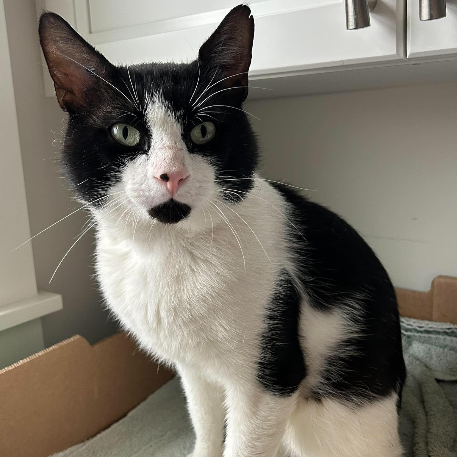DINO, Adoptable, Adult Male Domestic Short Hair.