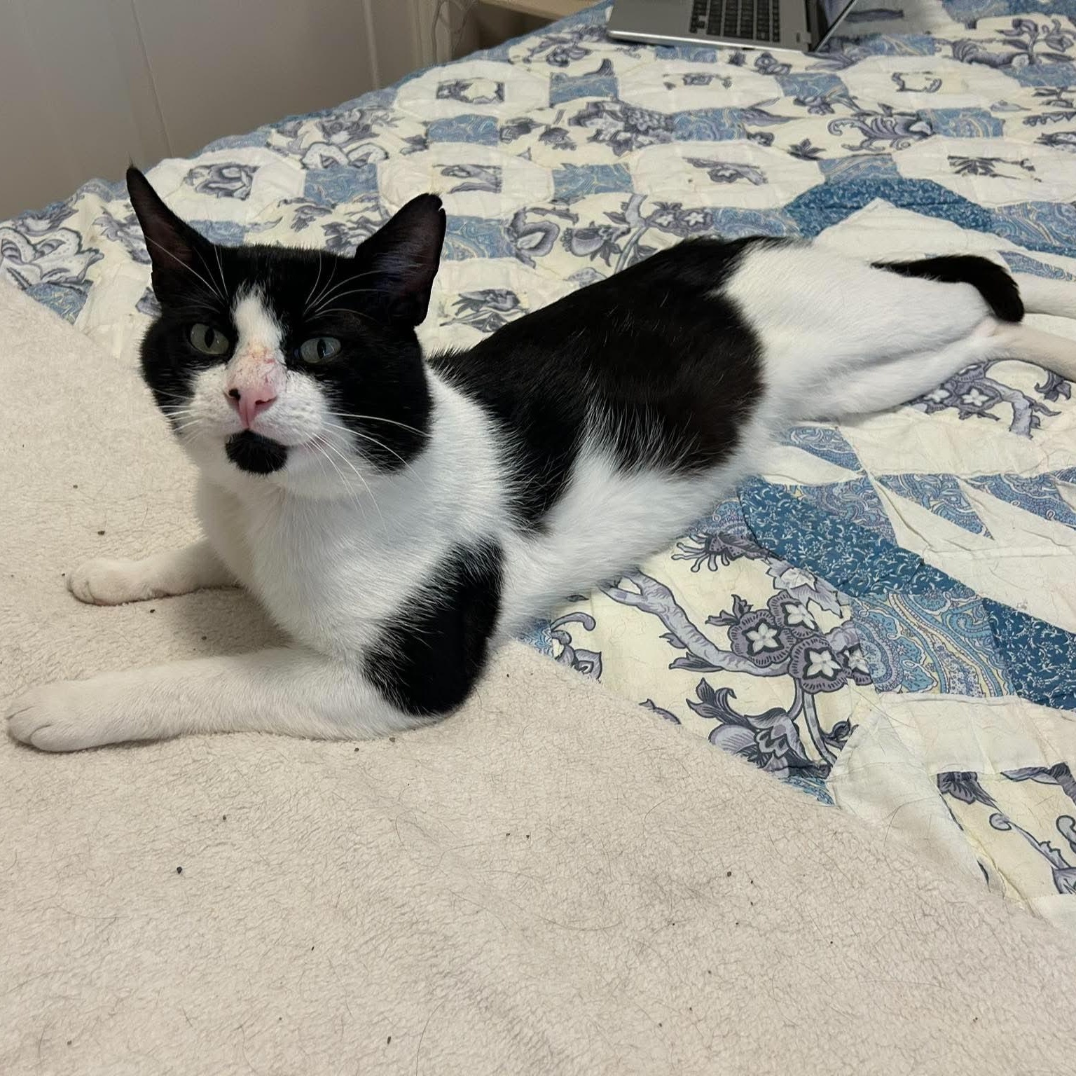 DINO, a Adoptable Domestic Short Hair in Campbell River, BC image 2/5