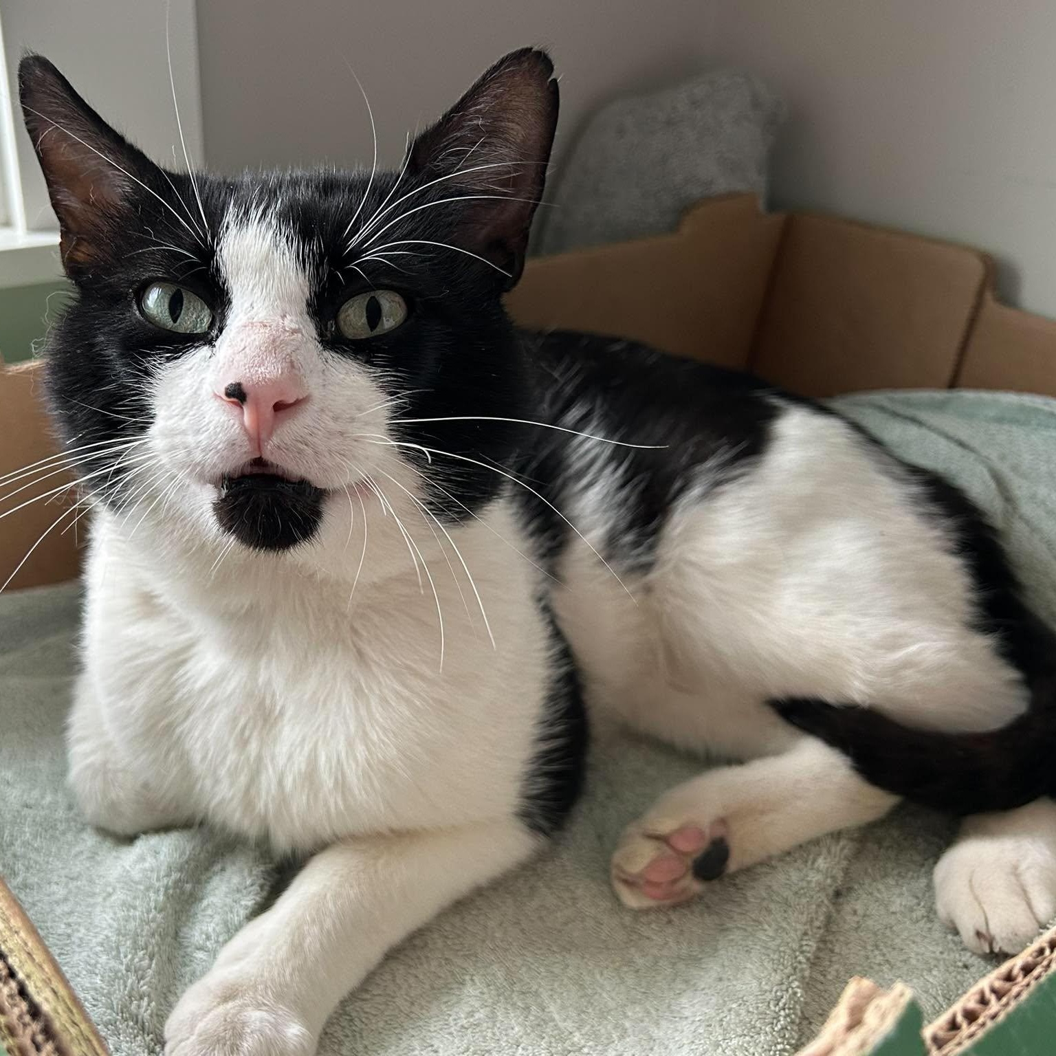 DINO, a Adoptable Domestic Short Hair in Campbell River, BC image 4/5