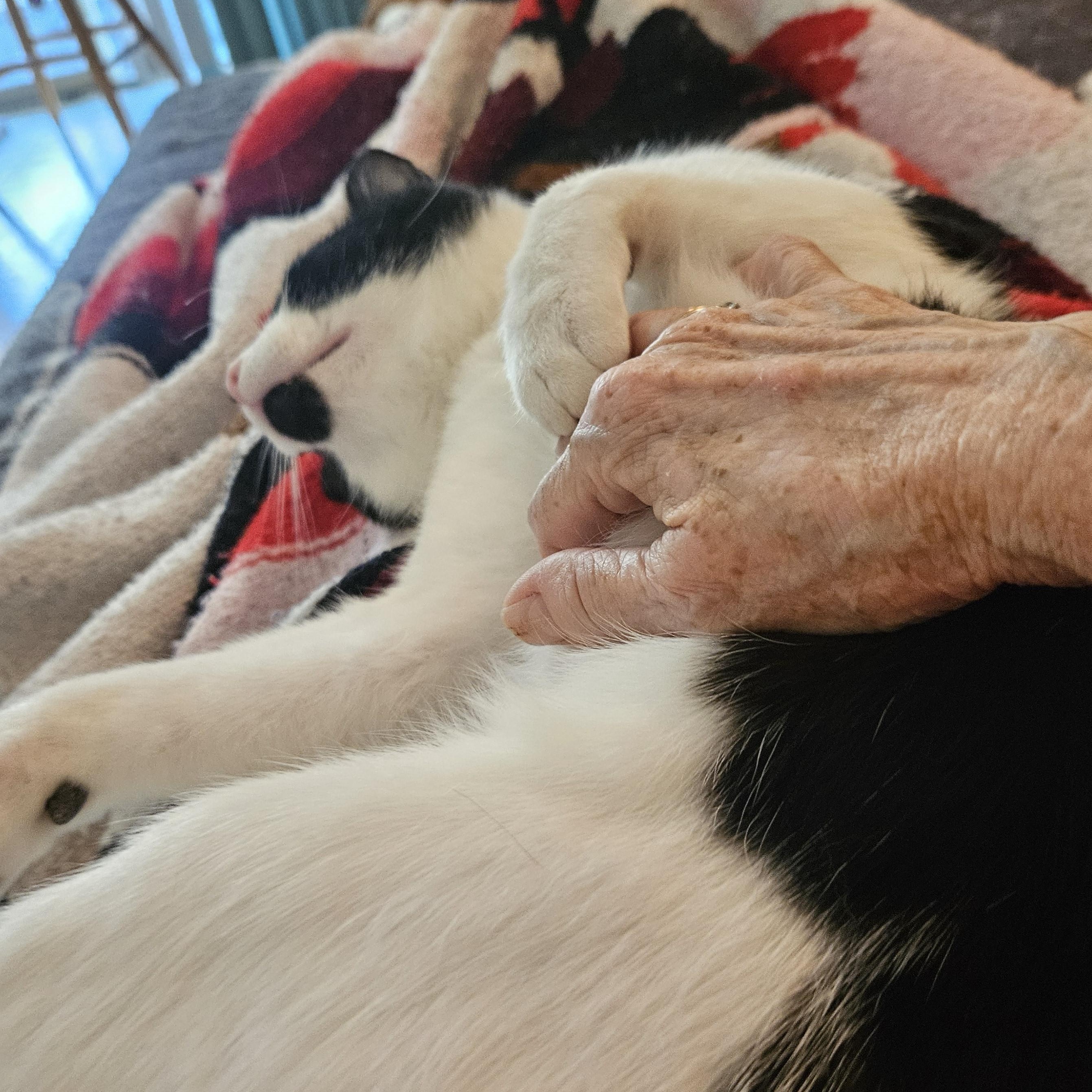 Enlarge DINO, a Adoptable Domestic Short Hair in Campbell River, BC image 6/6
