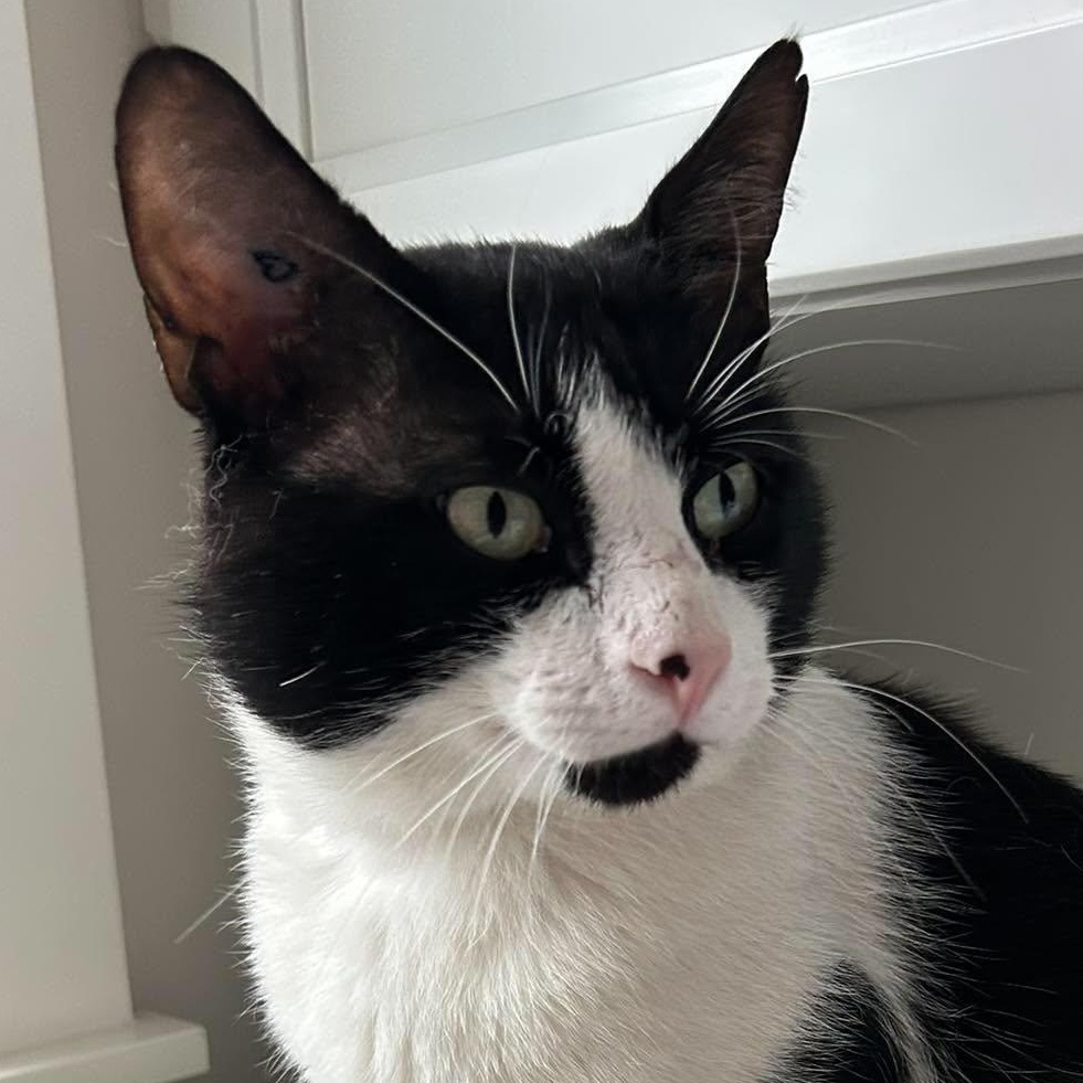 DINO, a Adoptable Domestic Short Hair in Campbell River, BC image 5/5