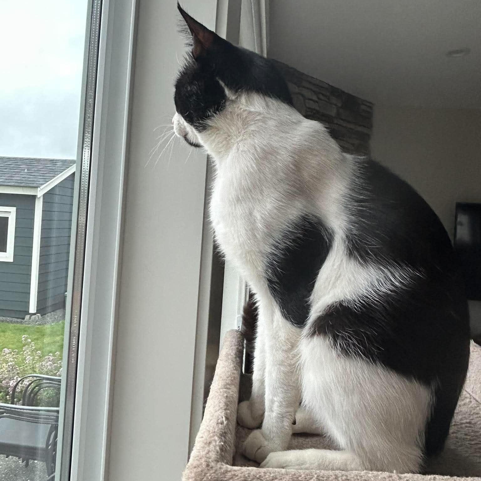 DINO, a Adoptable Domestic Short Hair in Campbell River, BC image 3/5