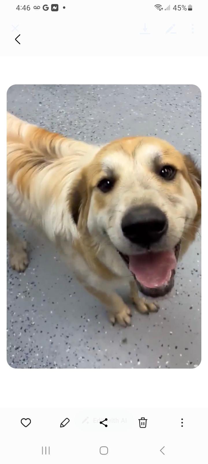 Duke, Adopted, Young Male Great Pyrenees.