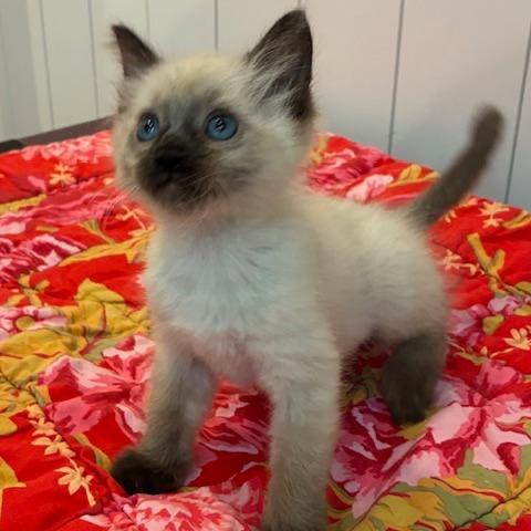 Enlarge Burt, a Adoptable Siamese in Los Angeles, CA image 1/1