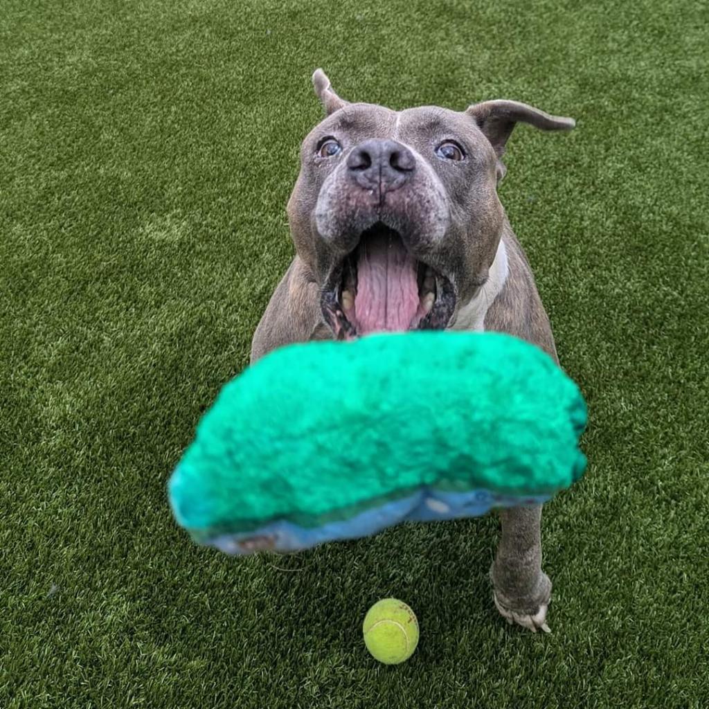 Senzy, Adoptable, Senior Female Mixed Breed.