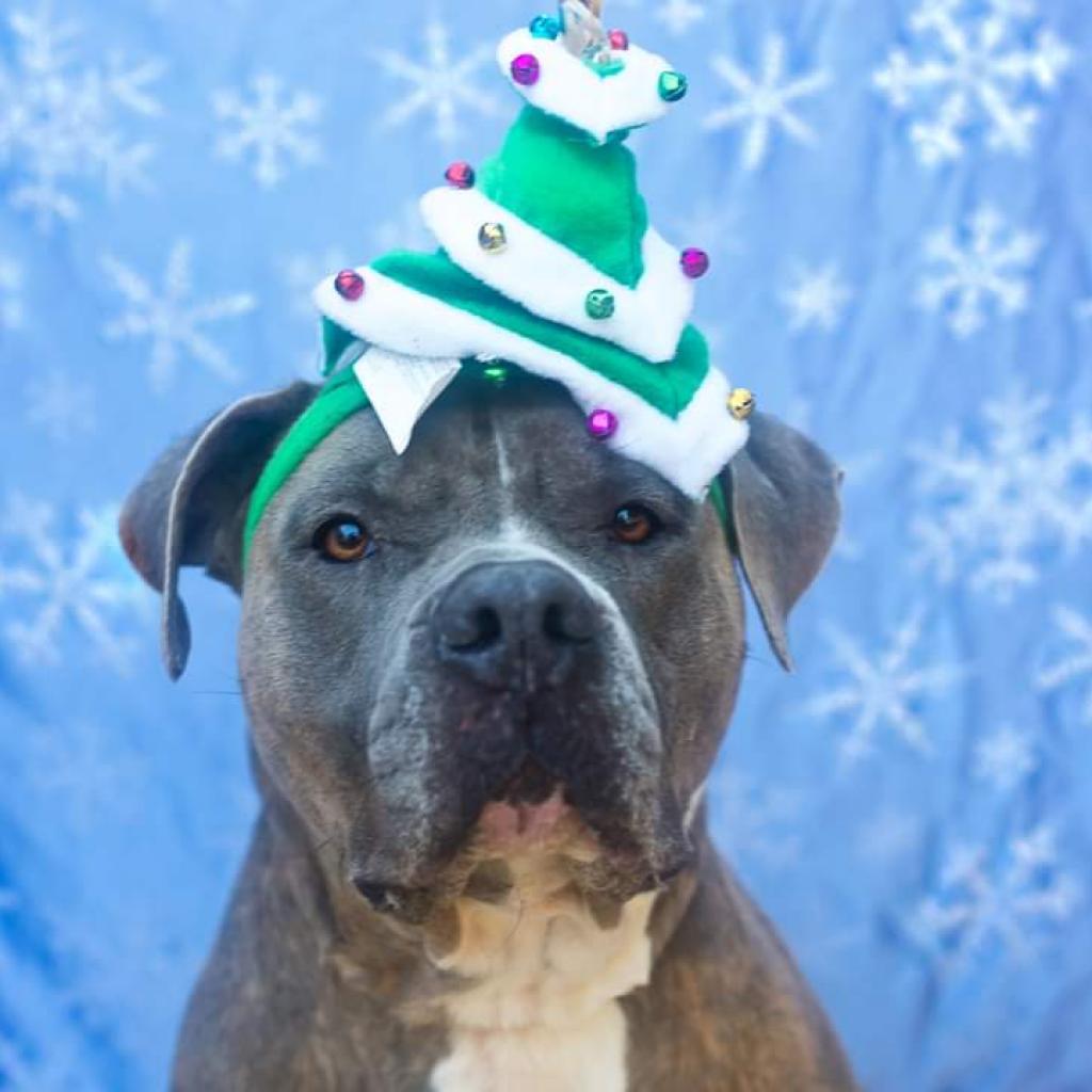 Enlarge Senzy, a Adoptable Mixed Breed in Gainesville, FL image 2/6