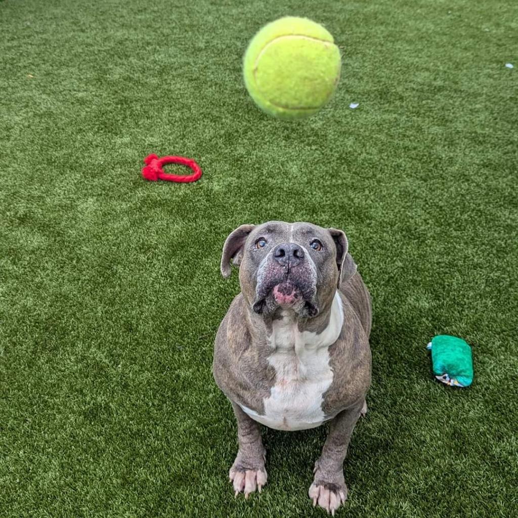 Enlarge Senzy, a Adoptable Mixed Breed in Gainesville, FL image 3/6