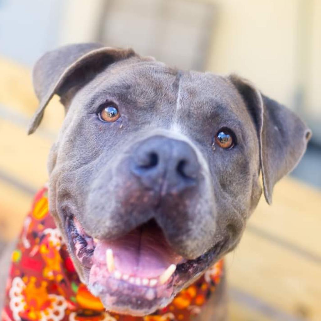 Enlarge Senzy, a Adoptable Mixed Breed in Gainesville, FL image 4/6