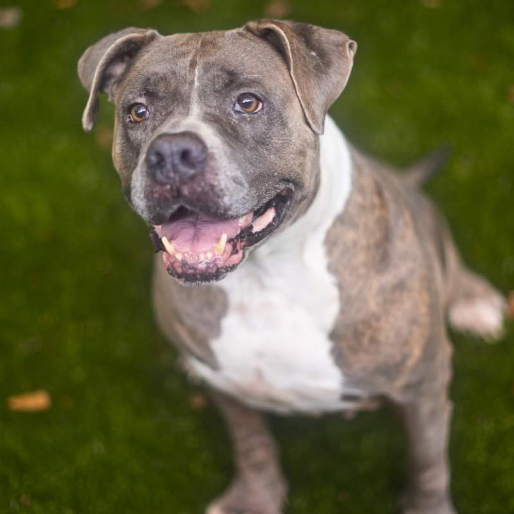 Enlarge Senzy, a Adoptable Mixed Breed in Gainesville, FL image 5/6