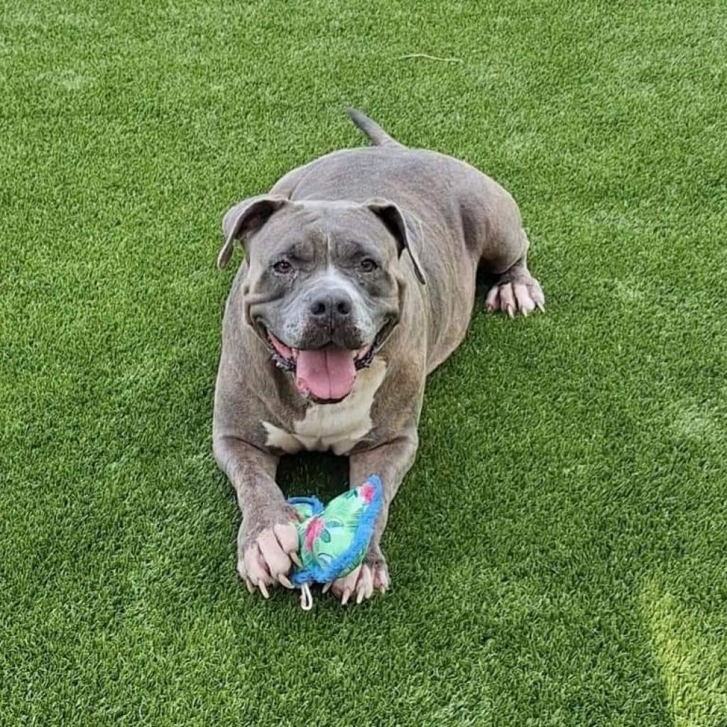 Enlarge Senzy, a Adoptable Mixed Breed in Gainesville, FL image 5/6